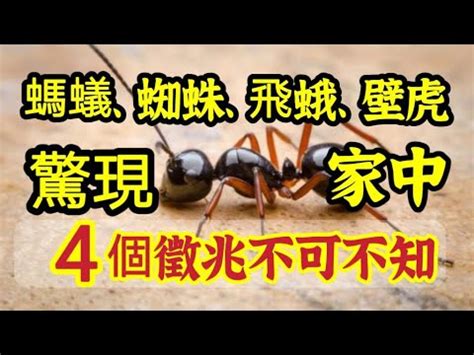 家裡突然出現大量螞蟻|家裡螞蟻多到殺不完怎麼辦？居家達人教4招滅蟻方法…